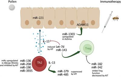 Role of microRNAs in type 2 diseases and allergen-specific immunotherapy